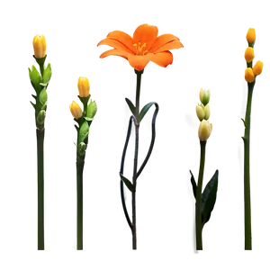 Minimal Orange Flower Png Vef46 PNG image