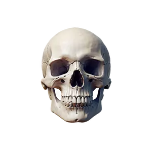 Minimal Skull Art PNG Ngw78 PNG