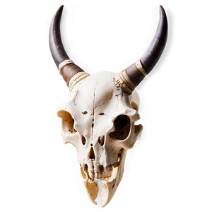 Minimalist Animal Skull PNG 06282024