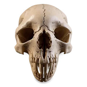 Minimalist Animal Skull PNG Vtv
