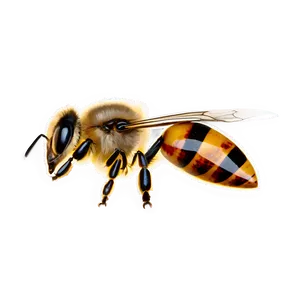 Minimalist Bee Png 05232024 PNG image