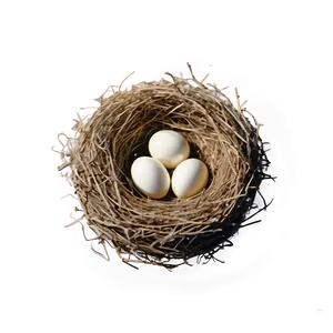Minimalist Bird Nest PNG 70 PNG