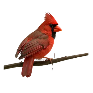 Minimalist Cardinal PNG 56