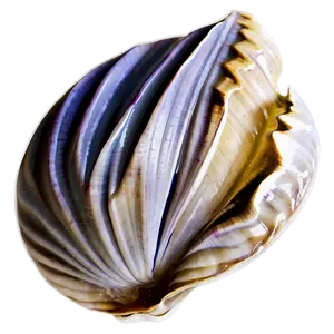 Minimalist Clam Icon PNG 05242024 PNG