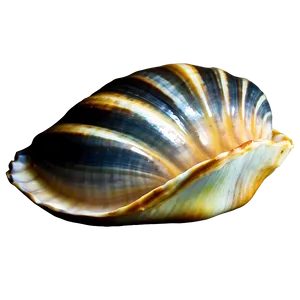Minimalist Clam Icon PNG 39