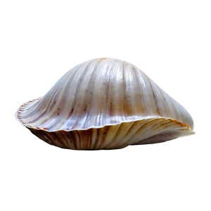 Minimalist Clam Shell PNG 06292024