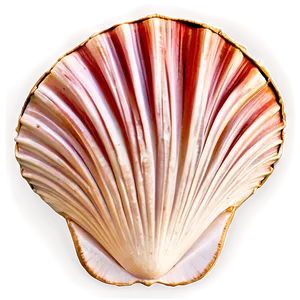 Minimalist Clam Shell PNG 06292024