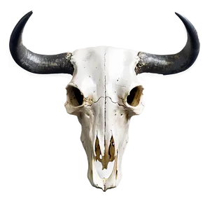 Minimalist Cow Skull Outline Png 06132024 PNG image