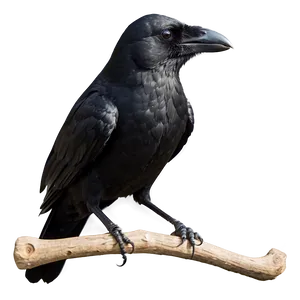 Minimalist Crow PNG 05232024 PNG