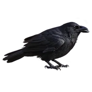 Minimalist Crow PNG Dlp96 PNG