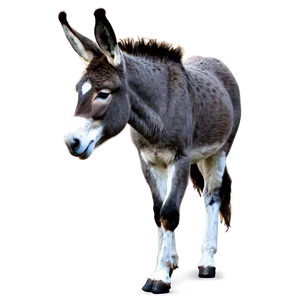 Minimalist Donkey Design PNG 05232024