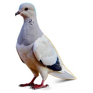 Minimalist Dove Clipart PNG 16