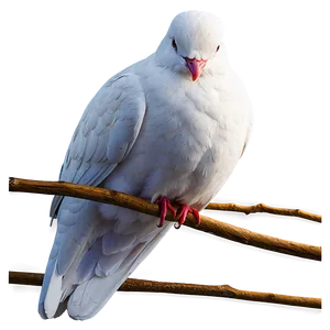 Minimalist Dove Clipart PNG 33