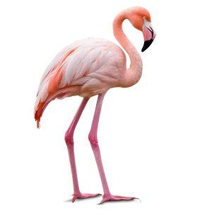 Minimalist Flamingo Design Png 26 PNG image