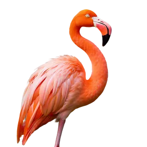 Minimalist Flamingo Outline PNG 06292024 PNG
