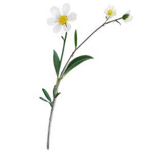 Minimalist Flower Stem PNG 06132024