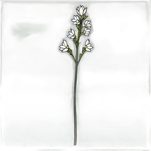 Minimalist Flower Stem PNG 06132024