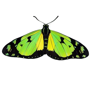 Minimalist Green Butterfly PNG Pyi97 PNG