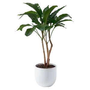 Minimalist Indoor Plants PNG 06252024