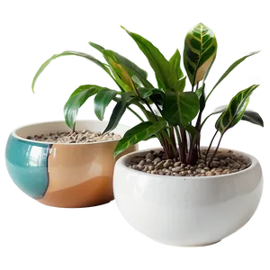 Minimalist Indoor Plants PNG Hbi