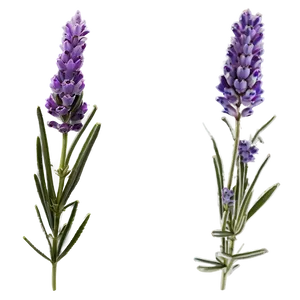 Minimalist Lavender PNG Ngc PNG
