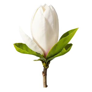 Minimalist Magnolia Flower PNG 06252024