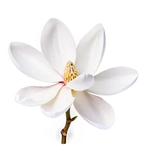 Minimalist Magnolia Flower PNG 75