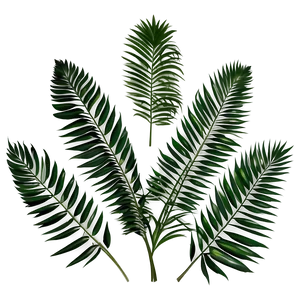 Minimalist Palm Leaves PNG Ogd25 PNG