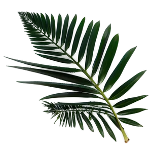 Minimalist Palm Leaves PNG Ute
