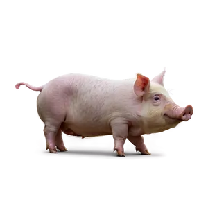 Minimalist Pig Png Doe35 PNG image