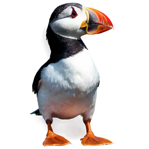 Minimalist Puffin Design PNG Mmu PNG