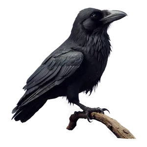 Minimalist Raven PNG Rwg