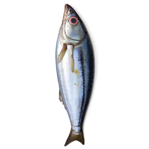 Minimalist Sardine Png Ypm PNG image