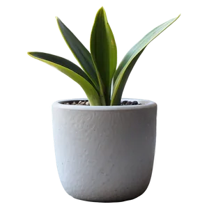 Minimalist Snake Plant PNG 21