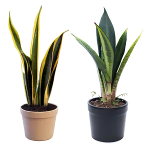 Minimalist Snake Plant Png Qcc94 PNG image