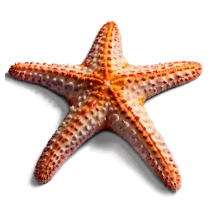 Minimalist Starfish PNG 94