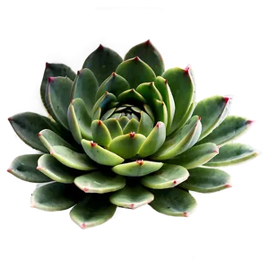 Minimalist Succulent Png Opj24 PNG image