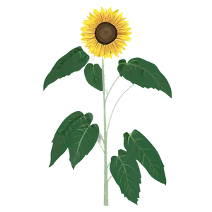 Minimalist Sunflower Png Ecj15 PNG image