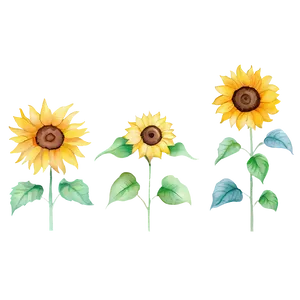 Minimalist Sunflower Watercolor Art PNG 12 PNG
