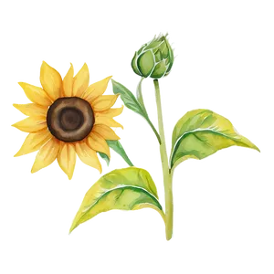 Minimalist Sunflower Watercolor Art PNG Gph45 PNG