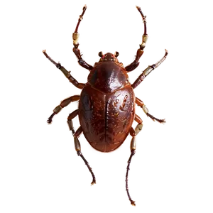 Minimalist Tick Png 60 PNG image