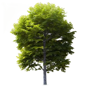 Minimalist Tree Top View PNG Pmg