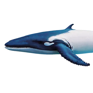 Minimalist Whale Png 05232024 PNG image