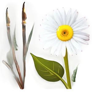 Minimalistic Flower PNG 06202024 PNG