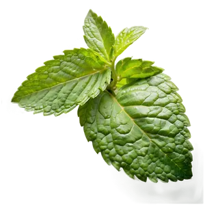 Mint Herb Leaves Png 15 PNG image