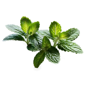 Mint Herb Leaves Png Pmq1 PNG image