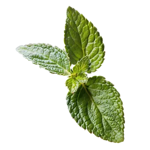 Mint Herb Leaves Png Vbd PNG image