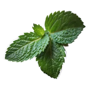 Mint Leaf Aesthetic PNG 06212024