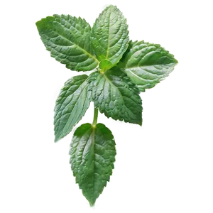 Mint Leaf Aesthetic PNG 06212024