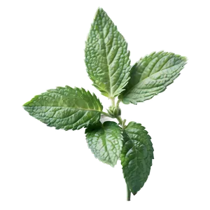 Mint Leaf Aesthetic PNG 45